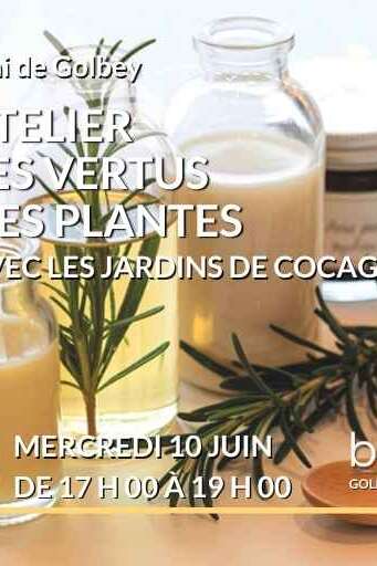 ATELIER LES VERTUS DES PLANTES
