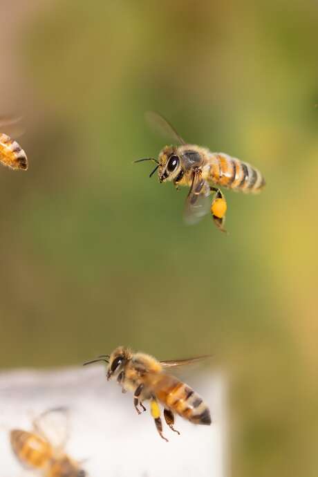 ATELIER À LA DÉCOUVERTE DES ABEILLES