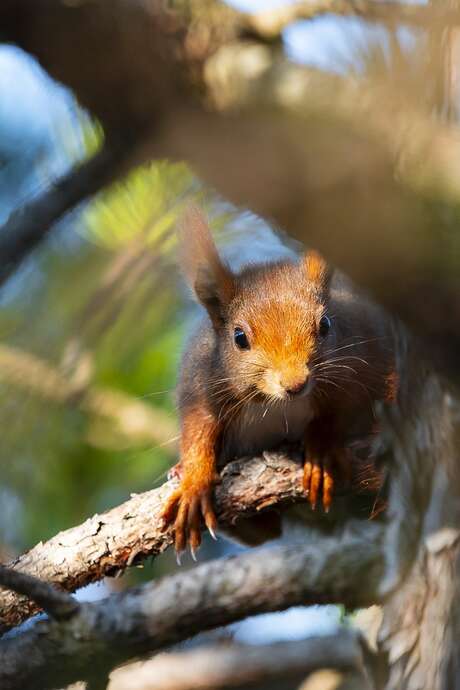 Sortie naturaliste : La forêt - sur les traces des animaux