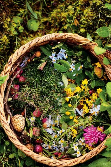 Atelier - découverte des plantes sauvages et dégustation buissonnière