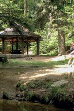Sorties Sylvothérapie - Bains de forêt