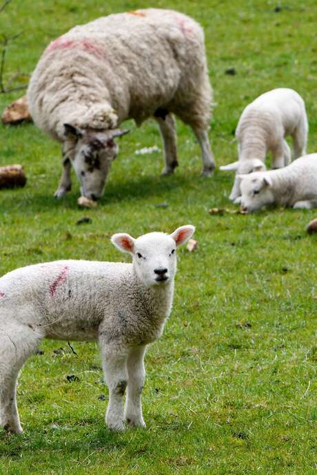 Transhumance - Ferme du Guéoir