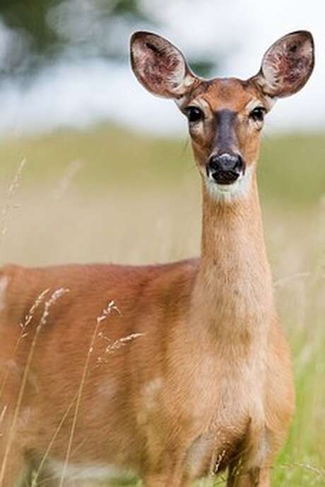 Sortie nature : La vie cachée de la forêt