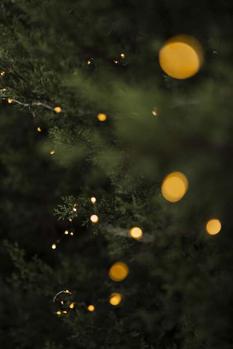 Illumination du sapin