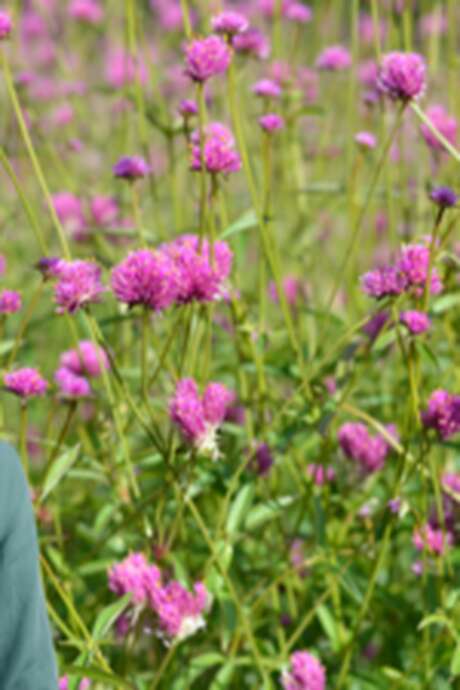 Sortie botanique : plantes médicinales & traditions ancestrales