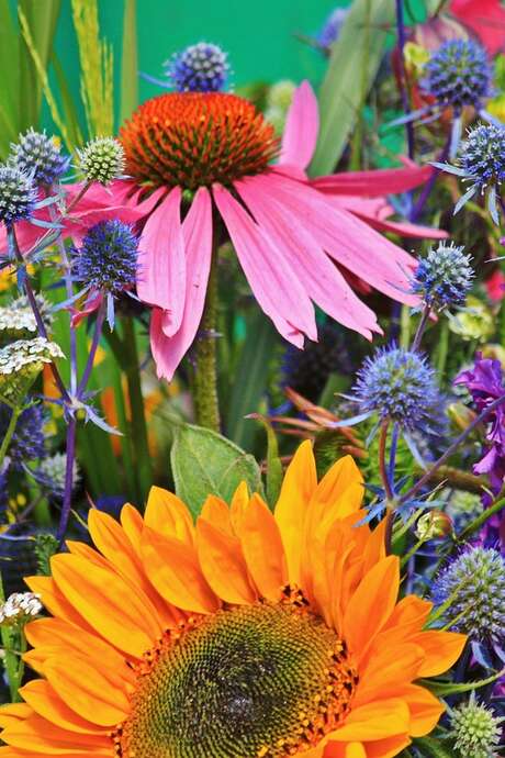 Fête des fleurs et de la nature