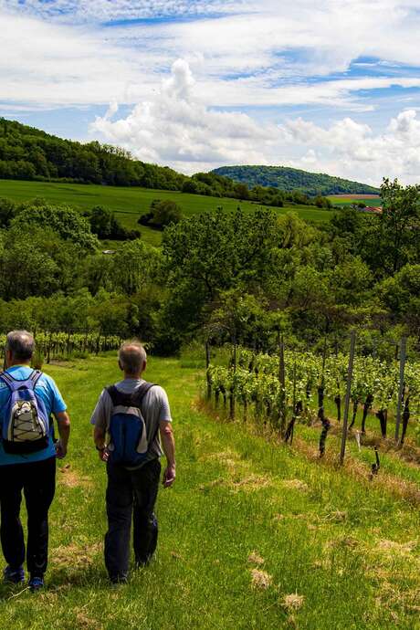 Marche dans les vignobles Marche dans les vignobles