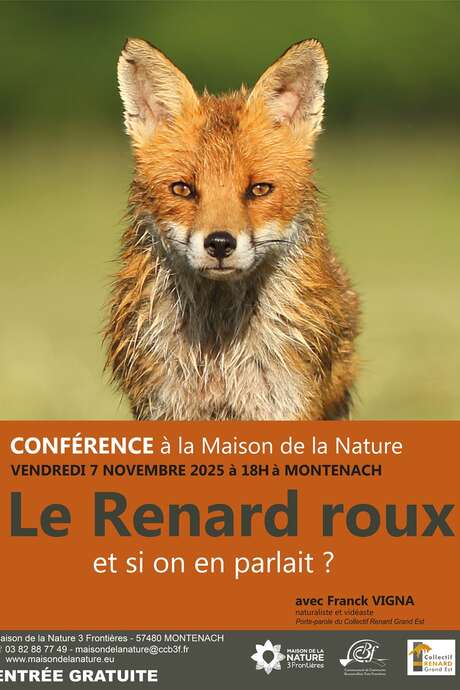 Le Renard roux, et si on en parlait ?