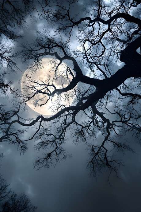 Balade nocturne dans la Réserve Naturelle Nationale de Montenach