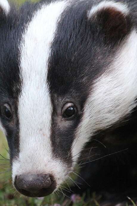 Sur la piste du blaireau