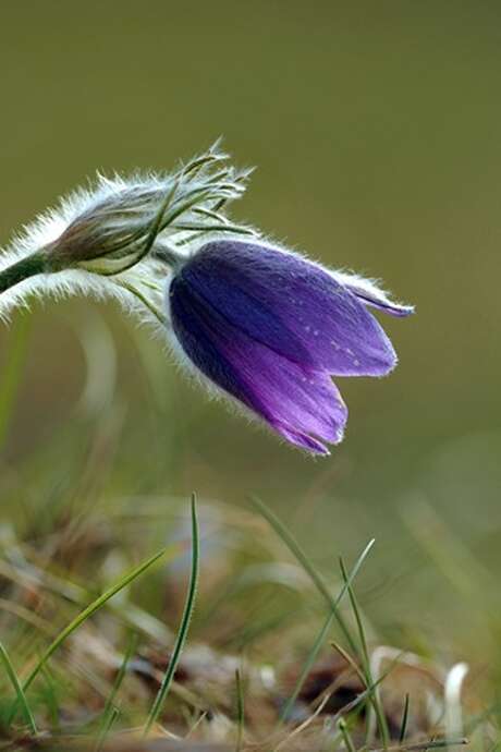 Le réveil de la nature sur le Hammelsberg