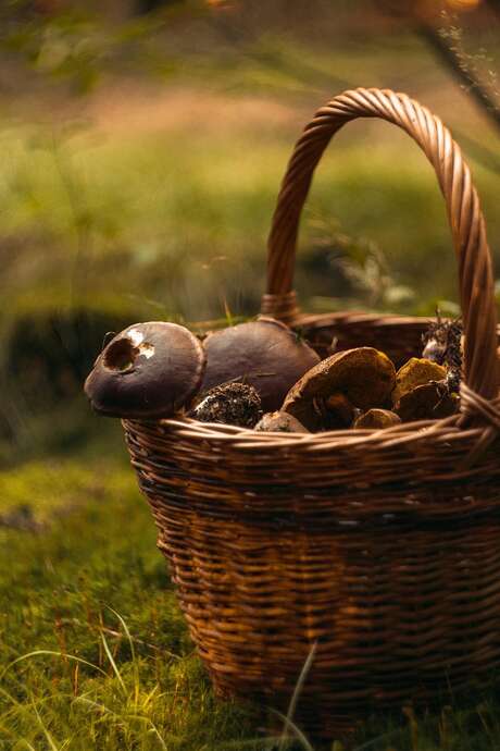 Sorties Nature - Les plantes sauvages comestibles