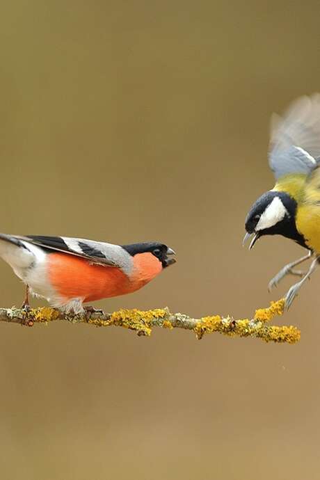 Journée nature - Costauds ces oiseaux !