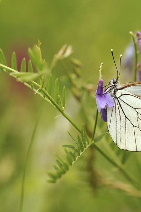 Vive les petites bêtes