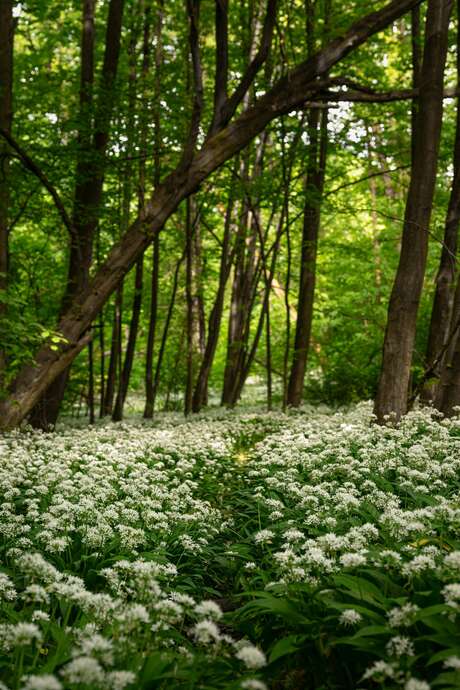 Sortie Balade Nature - Les plantes sauvages comestibles