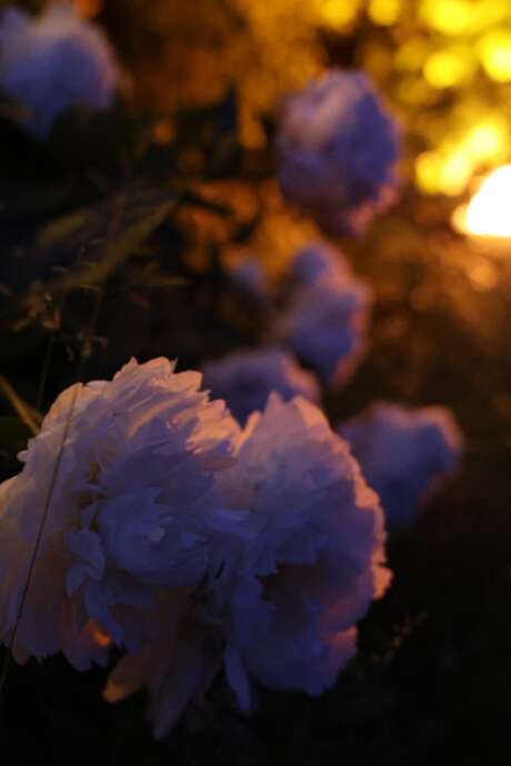 Peines d'amour perdues - Shakespeare