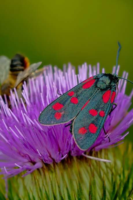 Parenthèse nature à Helstroff - La biodiversité au détours des chemins