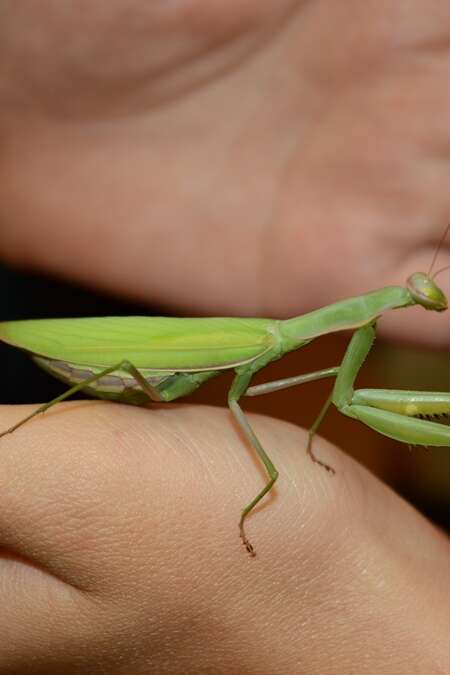 Mantes religieuses