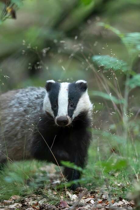 Sur la piste du blaireau