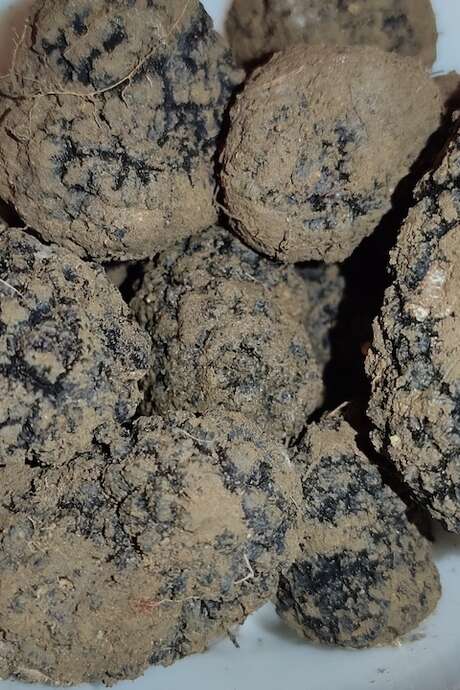 8ème fête de la truffe et du terroir