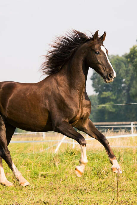 Centre équestre écuries de Julie Carbonare