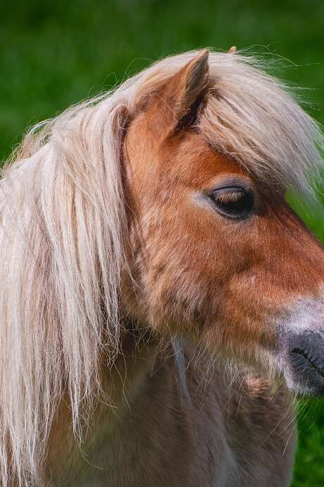 Ambiance tes vacances été - autour du poney