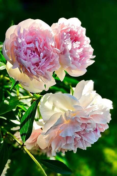 Atelier floral - pivoines en folie
