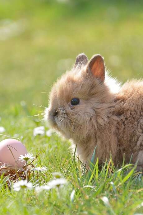 CHASSE AUX OEUFS