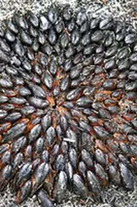 Festive meal: charcoal-grilled mussels