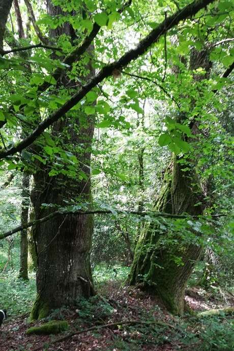 Balades créatives en forêt de Brocéliande