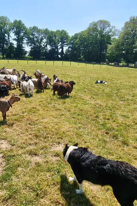 Chiens de troupeau