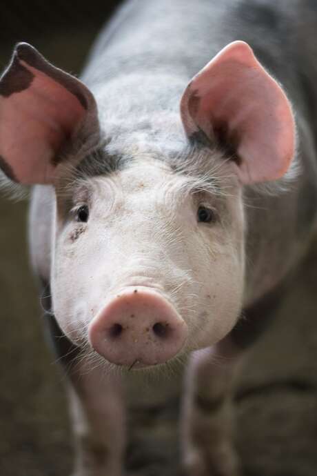 Fête du cochon avec fest-deiz