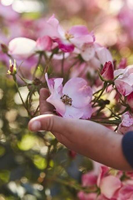 Rendez-vous aux Jardins - Jardin de Keroguic