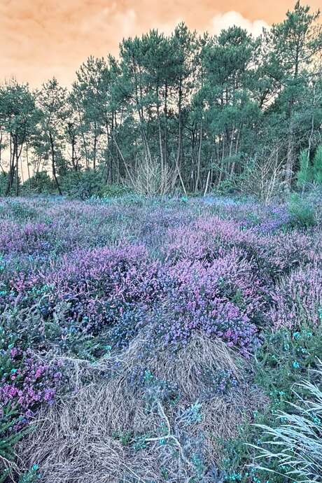 Atelier botanique - Morbihan Grandeur Nature