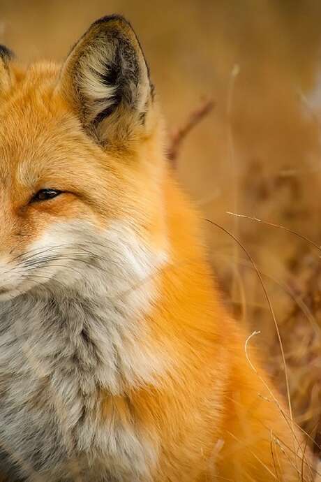 Sortie nature : Le renard et la genette