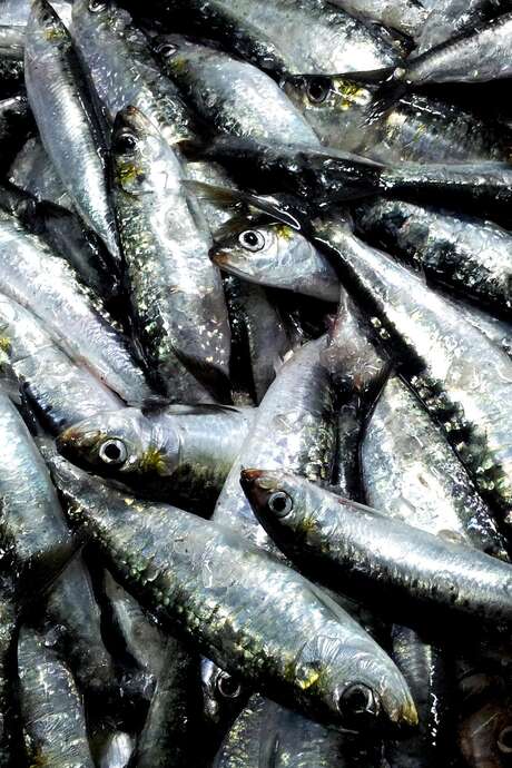 Fête de la Sardine