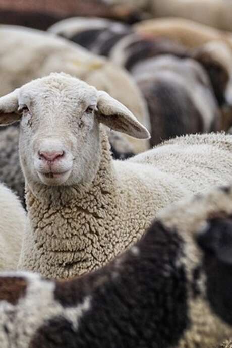 Fête du mouton
