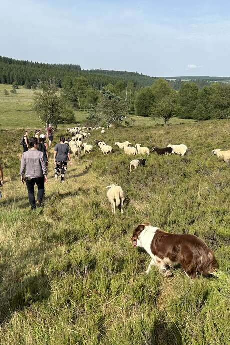 With the shepherd of the Tourbière du Longeyroux