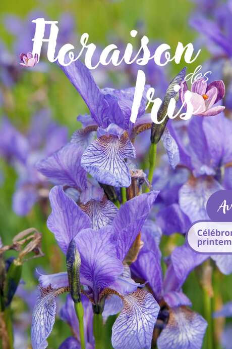 Découvrez les Iris au Domaine de Poulaines