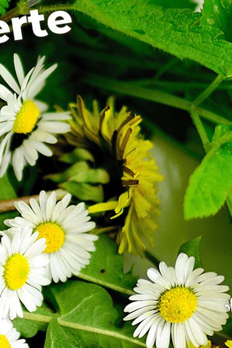 Découvertes Sologne Nature - Plantes aux 1001 vertues