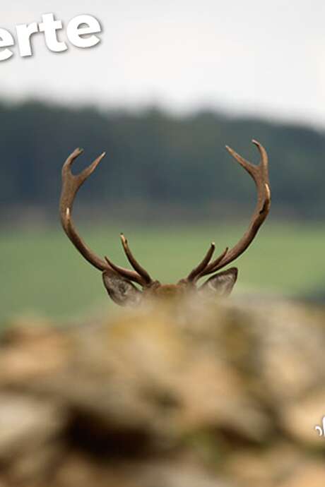 Découvertes Sologne Nature - Le brame du Cerf'rial lover
