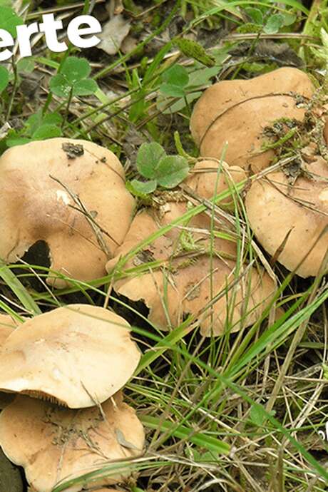 Découvertes Sologne Nature - Oh ! Un champignon !