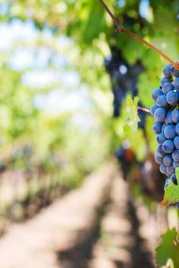 Immersion vigneronne au Domaine Sauvète