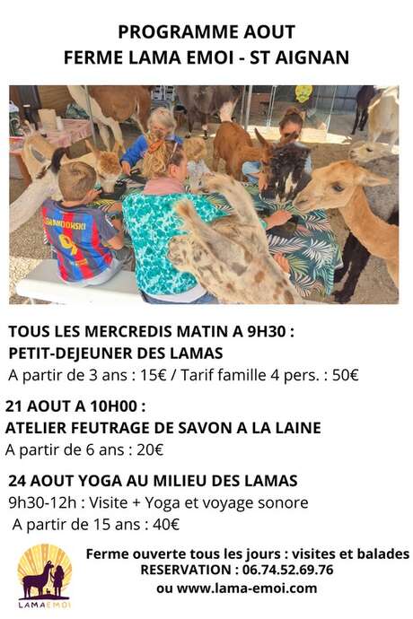 Le petit-déj des lamas et alpagas chez Lama Émoi