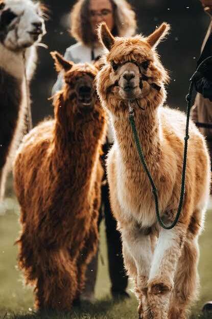 Dans le noir avec les lamas