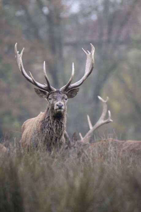 Brame du cerf en Sologne avec Plume de nature