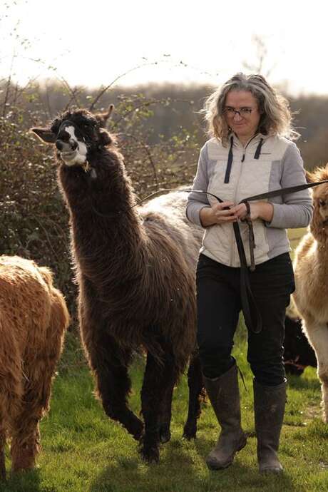 Le petit-déj des lamas et alpagas chez Lama Émoi