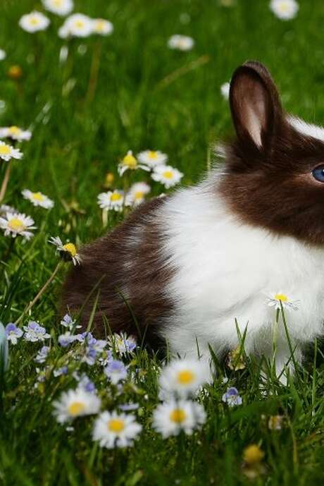 Chasse aux oeufs au château de Montrésor