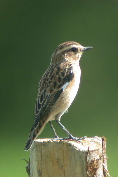 Balade ornithologique à la ferme-brasserie bio blossier