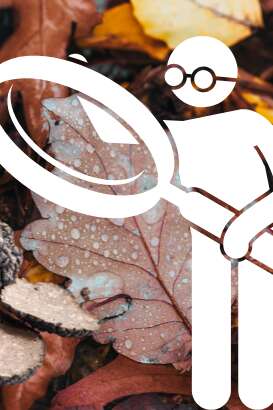 Découverte de l'environnement trufficole à Saint Géry-Vers